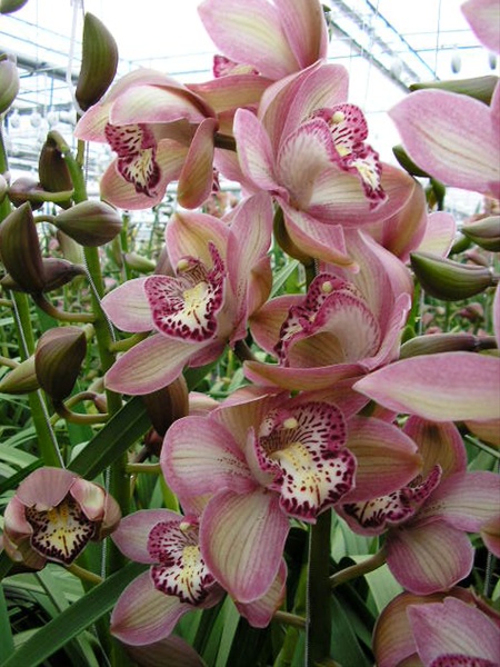 Cymbid Pink Prelude - Cymbidium - Orchids - Flowers by category ...